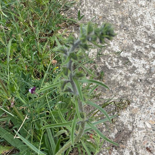Slangenkruid (Echium vulgare)